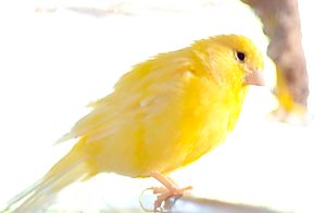 _DSF0566 mod sharp crop 2 mod 2, 3