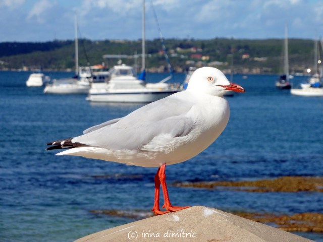 Seagull - Cinquain