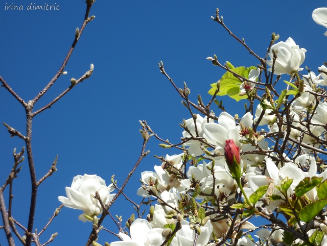 Magnolia - Have a great weekend!
