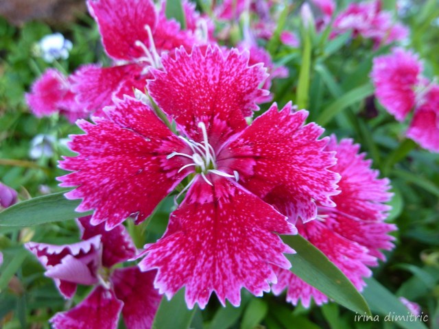 Dianthus in my Garden