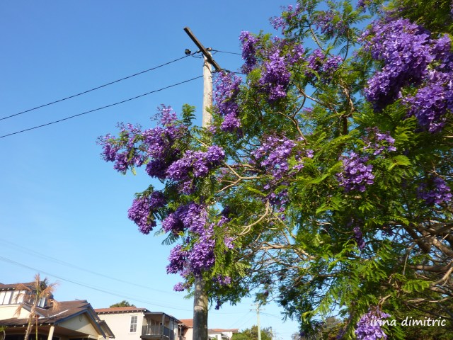 P1200187 Picasa signed