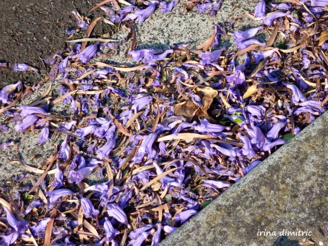 P1200214 picasa signed sharpened