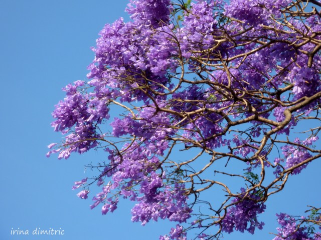 P1200216 picasa signed auto contrast