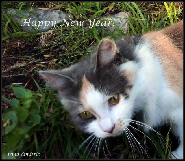 P1160539 Happy New Year!-002