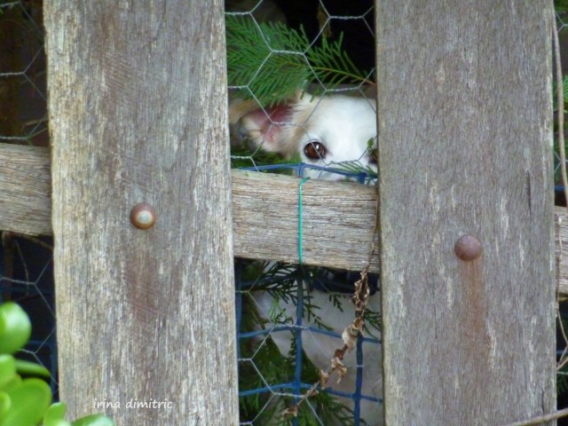 P1170220 saturation signed