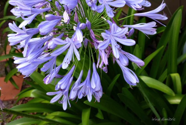 P1210379  crop signed mod sharp 10