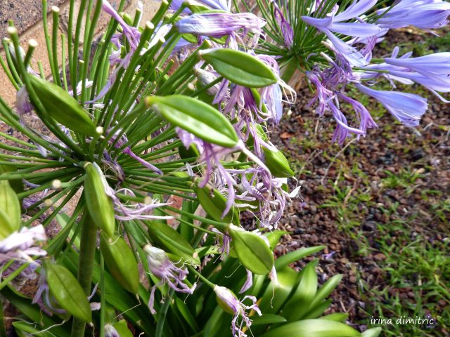 P1210420  signed mod sharp 17