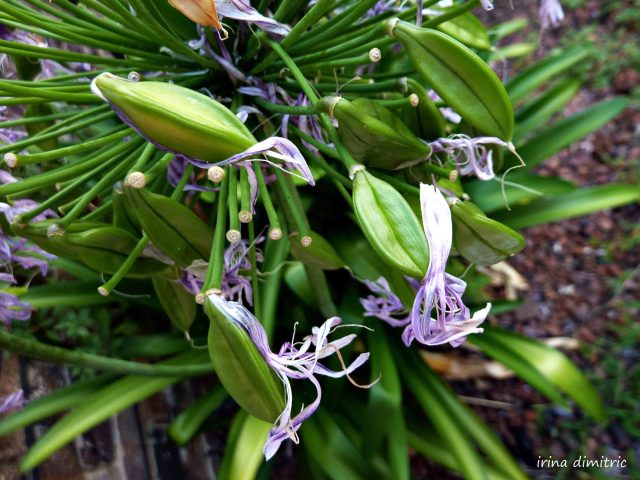 P1210433 signed mod sharp 10