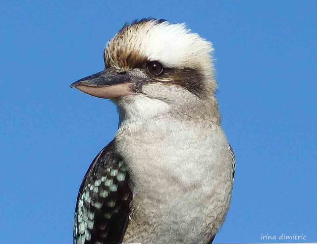 P1060886 signed mod sharp crop 3-002