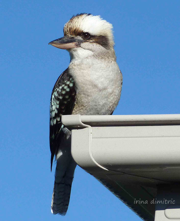 P1060886  signed mod sharp crop 2 for photo print