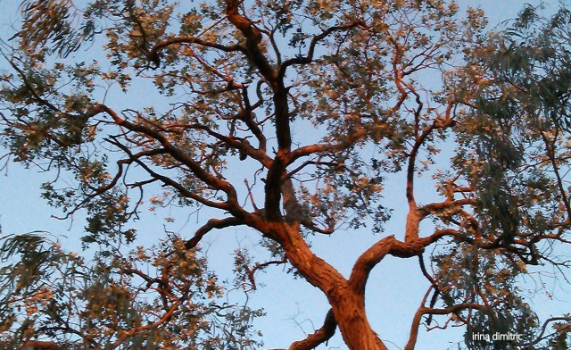 IMAG0731-001 crop signed