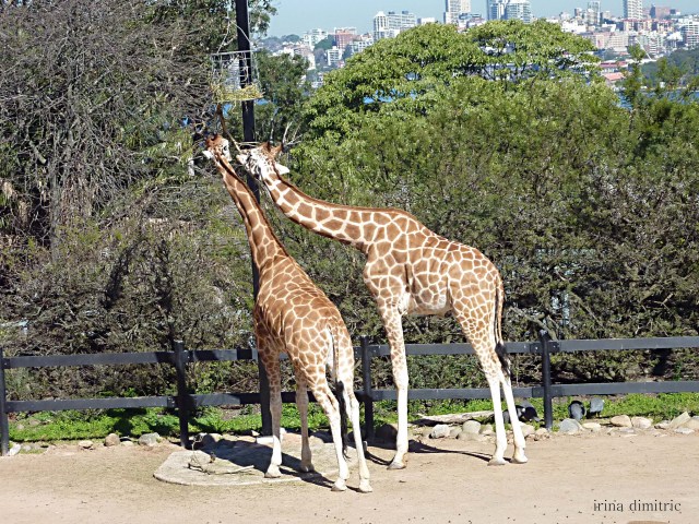 P1010243 sharp signed