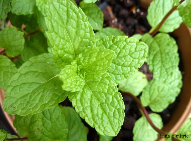 P1150052-001 crop signed