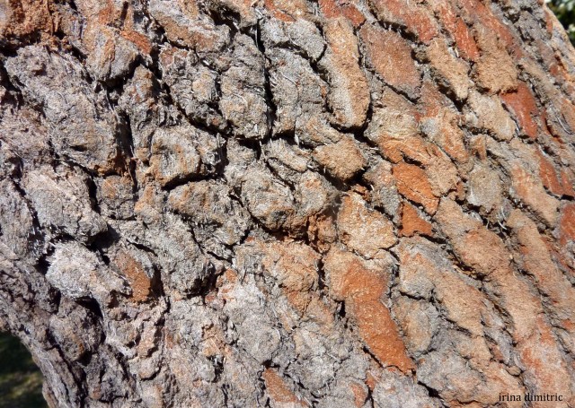 P1010651 signed crop