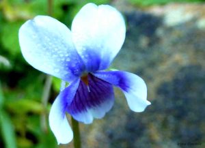 P1160599 mod sharp 22 crop-001 signed