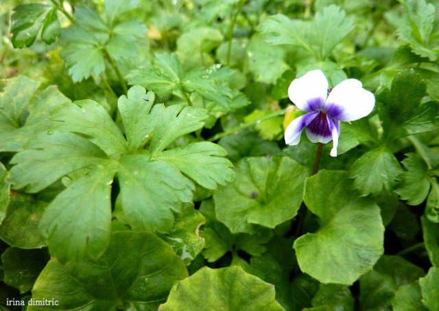 P1220649 mod sharp 2 signed