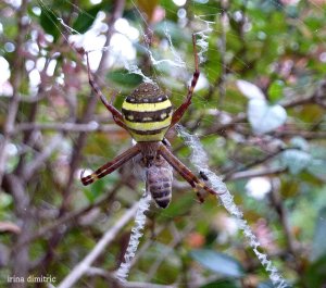 P1070466 mod sharp crop signed