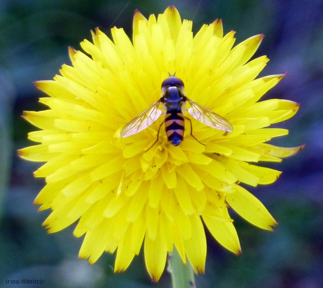 P1190830 signed.jpg I'm feeling lucky