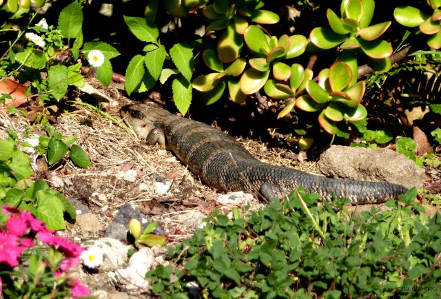 P1110993 signed sharp