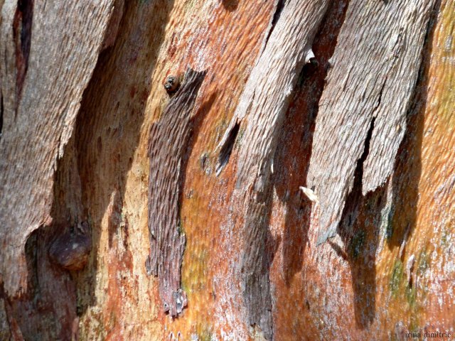 P1220945 mod sharp 36 signed