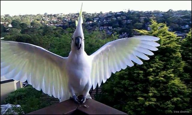 VIDEO0455_0000031362-signed border