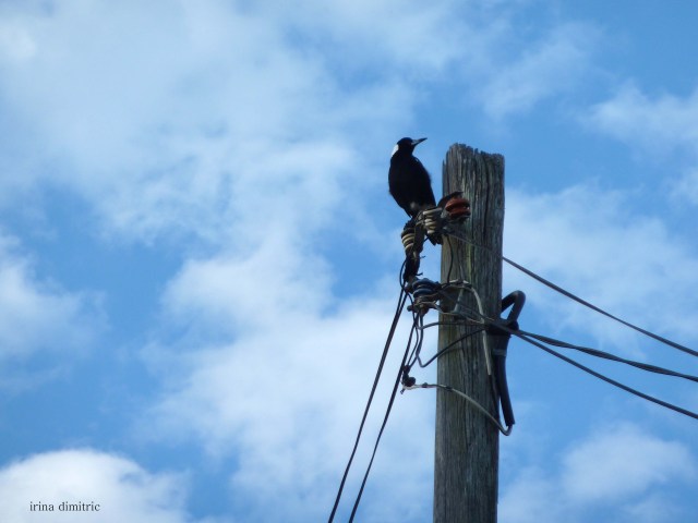 P1080677 mod sharp signed