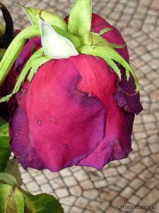 P1070188 mod sharp cropped signed