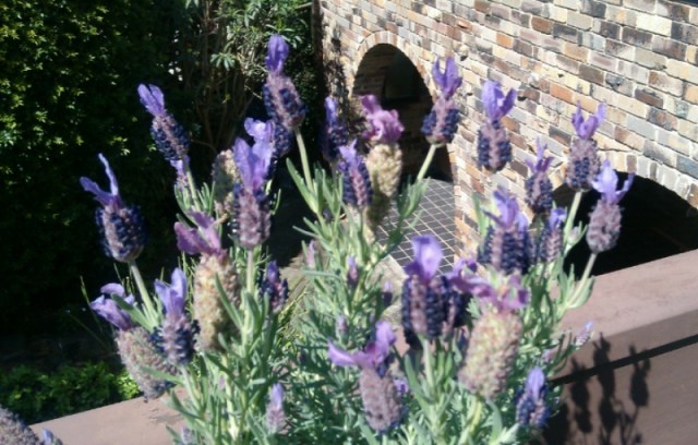 Photo taken with my very smart phone HTC Desire 300. September 2015