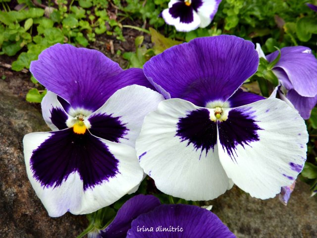 P1120360 pansies- signed