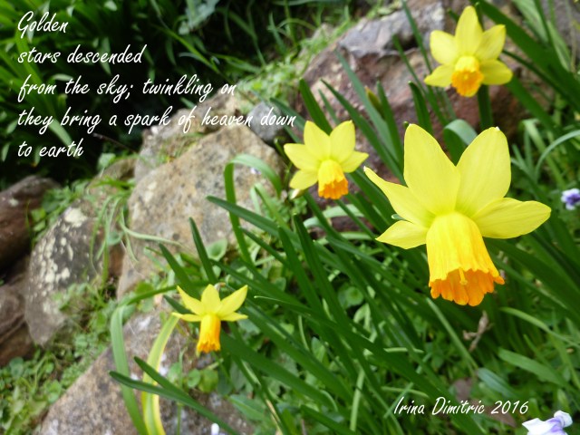 P1250816-001 Daffodils - Cinquain