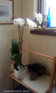 imag3900-white-orchid-near-the-window