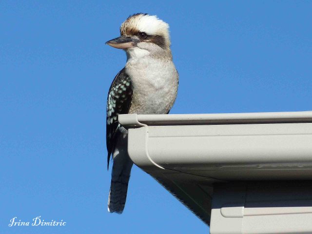 p1060886-mod-sharp-signed