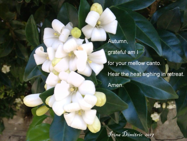 imag4723-cinquain-signed