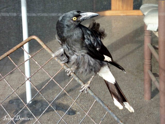 p1130758-mod-sharp-30-signed