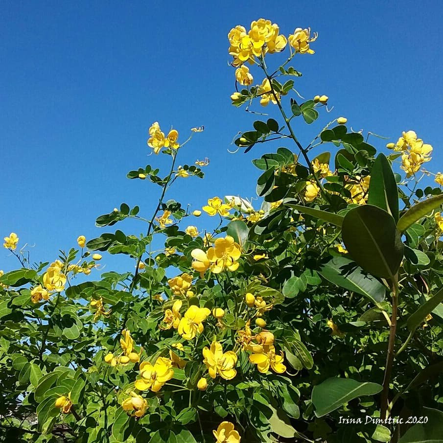 IMG_20200412_140614_556 Bahama Senna signed